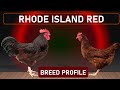 Chicken Breed: Rhode Island Red |  The Most Successful Dual-Purpose Chicken