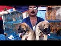 DOG PUPPY SELLER AT GALIFF STREET PET MARKET KOLKATA | 16TH JUNE 2019 | WITH SELLER CONTACT NO.