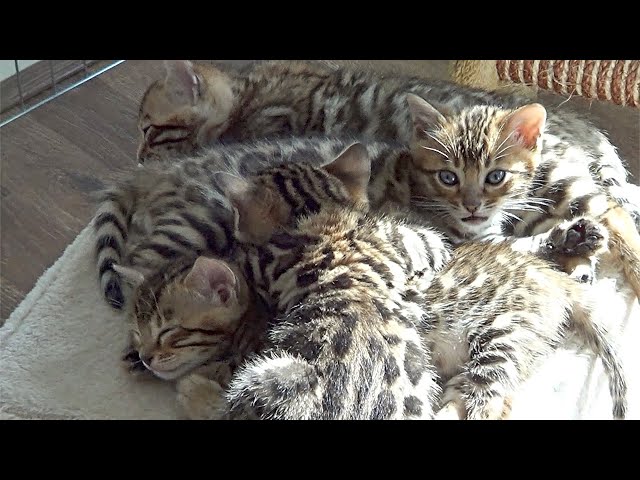 Mother cat and kittens enjoy the sun