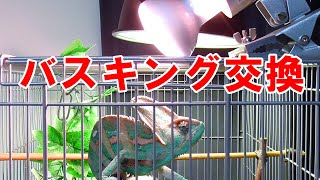 エボシカメレオンのバスキングライト交換【GEXサングロー75W】