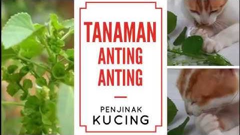 Tanaman Anting Anting Narkoba nya para Kucing