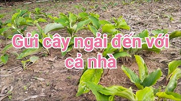 Đời có gửi cây ngải đen đến cả nhà đt 0909577542