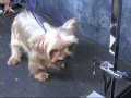 Grooming a Yorkie!  www.OnlineGroomingSchool.com