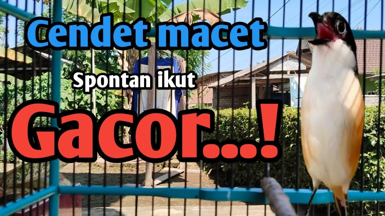 MASTERAN CENDET GACOR. bikin cendet macet Spontan jadi Gacor.