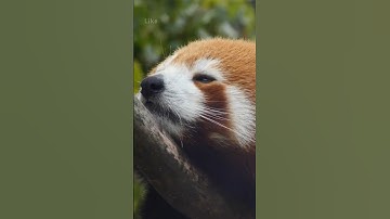 Why Red Pandas Are the Coziest Climbers 🧣