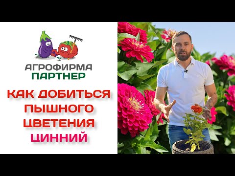 Как добиться пышного цветения цинний