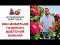 Как добиться пышного цветения цинний