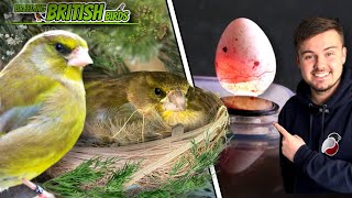 The FIRST nests of 2024 | Breeding British Birds S4:Ep2