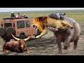 狮子vs水牛真正的战斗 河马保护自己免受狮子，野狗的侵害！