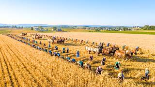 How the Amish Farm Millions of Acres With No Electricity or Modern Machines