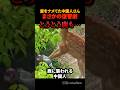 鹿を舐めた中国人の末路