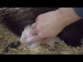Рождение белого дикобраза. White porcupine was born.