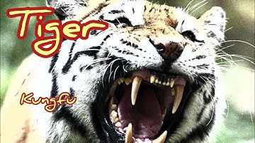 #19 Daily Kung fu training & tutorials / tiger Kung Fu combo / 虎拳