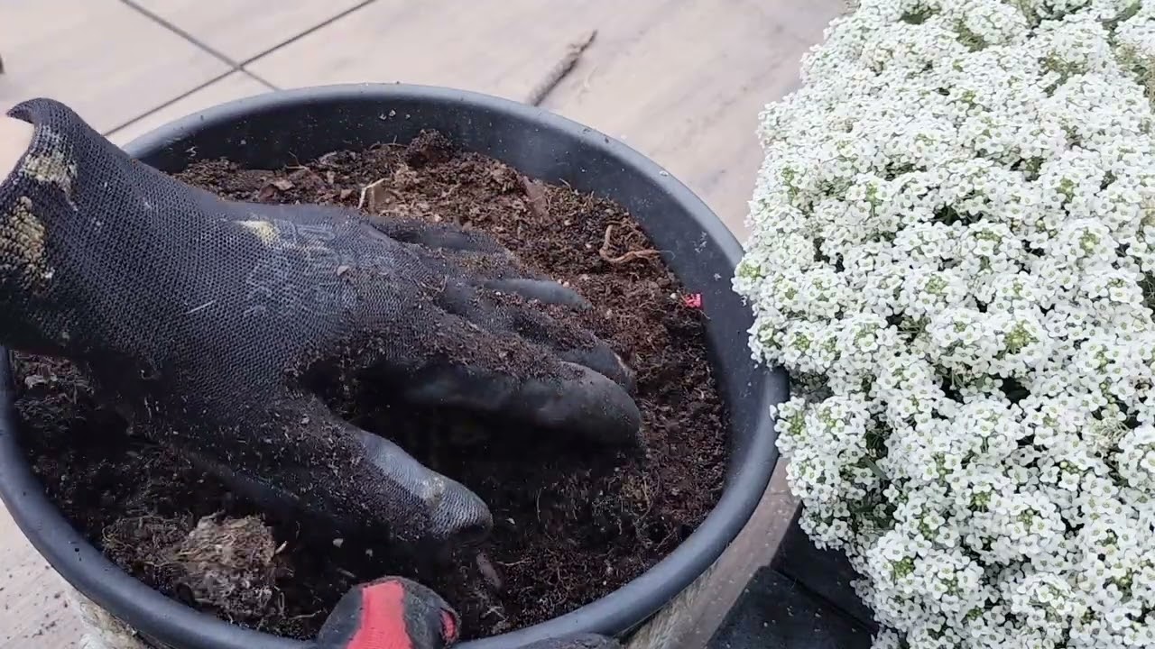 Sądzę rośliny cebulowe (czosnki i krokusy) w donicy 🌷🤗