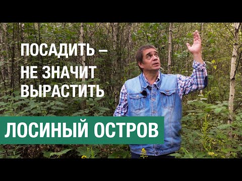 Посадить — не значит вырастить: примеры лесовосстановления в Лосином острове