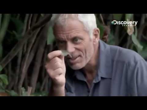 Video: Câu Cá để Câu Roach Trong Vùng Hoang Dã