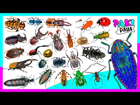 Video: Identificación de escarabajos oscuros: aprenda sobre el control de escarabajos oscuros