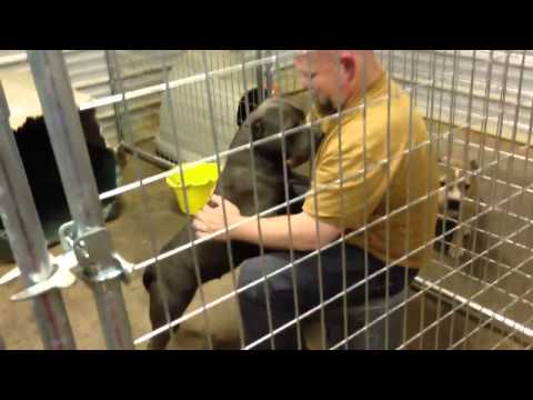Comment garder pitbulls d'être agressif