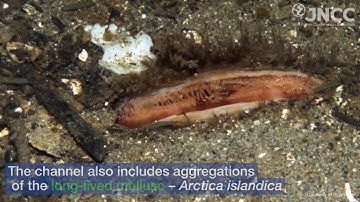 Faroe-Shetland Channel: Marine Protected Areas