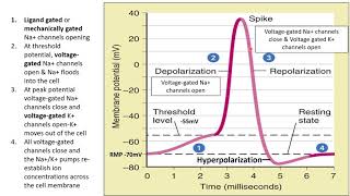 Electrical Signals in Neurons Part 2