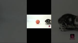 Download Free Movies, Software, Games screenshot 2