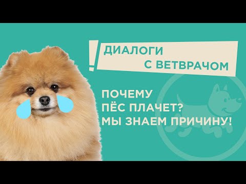 Почему у собаки слезятся глаза?