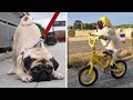 The Funniest Pug Video Which Will Make You Die Laughing - Funny and Cute Pug Puppies