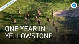 Yellowstone National Park: Geysers, Grizzlies &amp; Global Conservation | Full Documentary