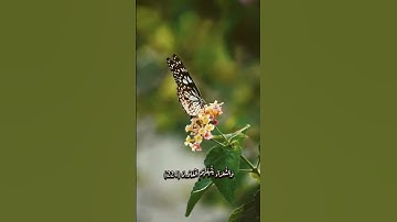 سورة الشعراء ــ إسلام صبحي 🤎🦋.                                     #اكسبلور #لايك