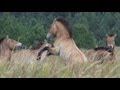 Chernobyl exclusion zone wildlife: Przewalski's horses, june 2013