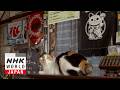 Hokkaido: Furano's Play Areas - A Cat's-Eye View of Japan