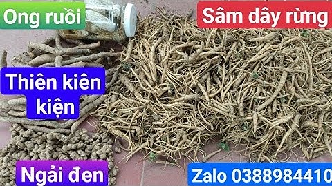 So sánh đẳng sâm rừng ngọc.linh vs tây bắc