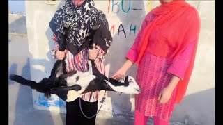 New Bakra Roleplay Vlog Video