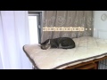 雷が鳴った時の猫の反応2016