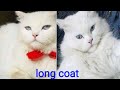 How to clean a hairy British cat | Persian double coat cat | Hairy British Mayo Cat