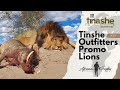 Tinashe Outfitters 2023 Promo Film (Lions)