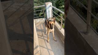 Coco My Sweet Baccha Perfectguru Randhawa