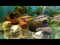 Основной корм для аквариумных рыб своими руками. The main food for aquarium fish with their hands.