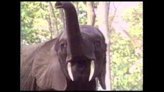 aurlus mabele - aurlus elephant chords