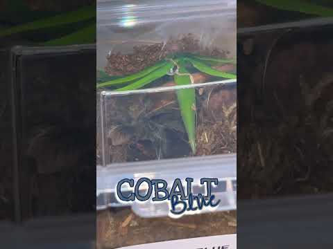 Video: Kob alt mavisi tarantulalar zəhərlidirmi?