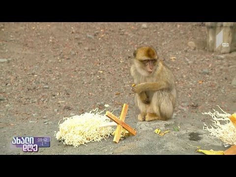 #ახალიდღე ჩიჩილაკები ზოოპარკის ბინადრებისთვის