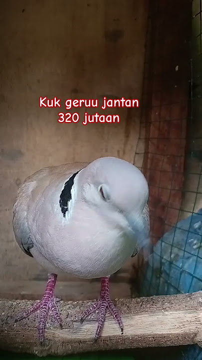 Puter Kok Full Gacor Panggil Betina #puter #puterpelung #puterlokal #putergacor