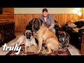 My Monster Mastiff Weighs 250lbs | TRULY の動画、YouTube動画。