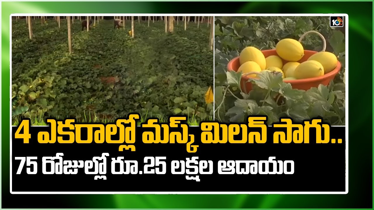 4 ఎకరాల్లో మస్క్ మిలన్ సాగు..75 రోజుల్లో రూ 25 లక్షల ఆదాయం | Matti Manishi | 10TV
