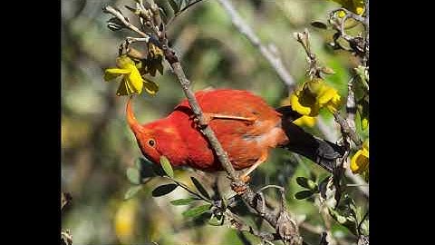 iGoTerra subspecies tool