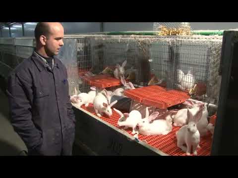 Video: Konijnen Fokken En Voeren
