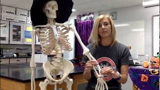 Upper Region of the Appendicular Skeleton