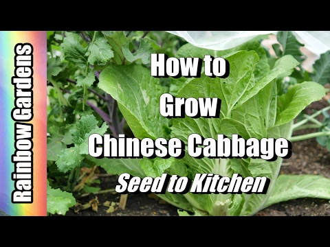 Video: Orient Express Cabbage Care – How To Grow Orient Express Cabbage