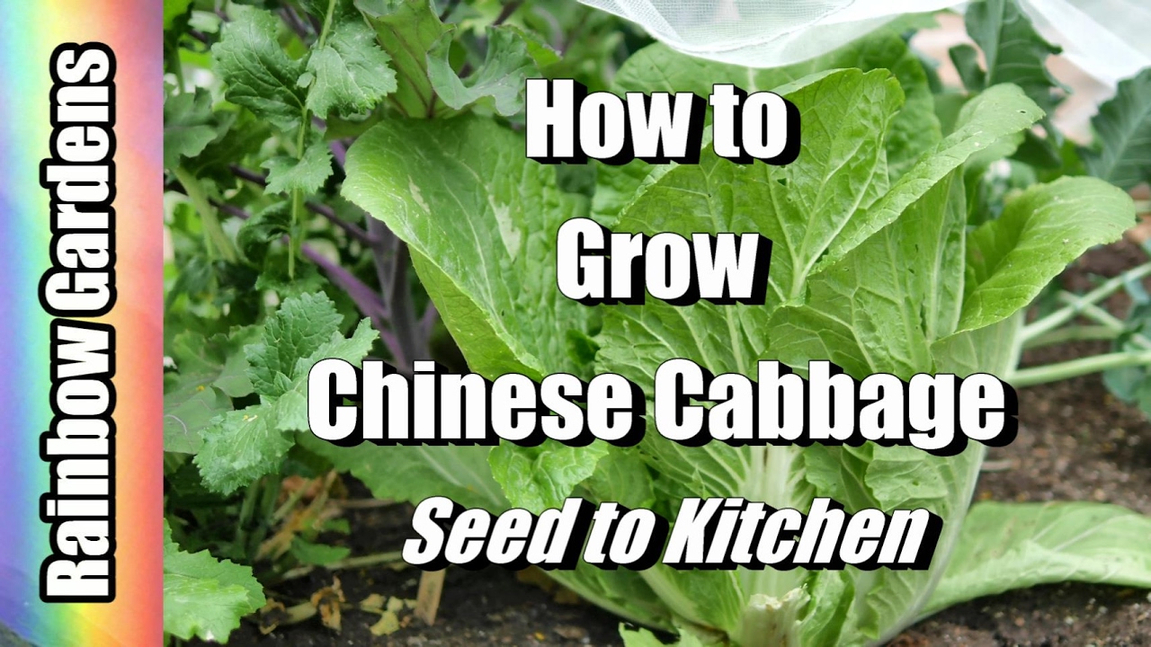 How to Grow Napa / Chinese Cabbage 101 - Seed to Kitchen 