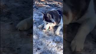 Husky pup does not like to share the ball